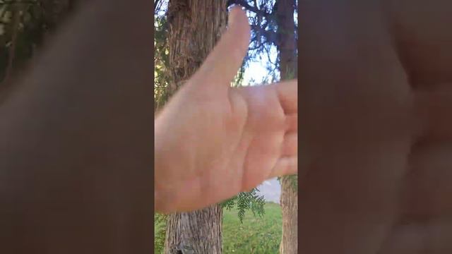 Ficha especie nº10 - Thuja orientalis смотреть онлайн