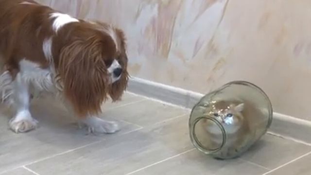 Попробуй достать меня, лохматый! смотреть онлайн