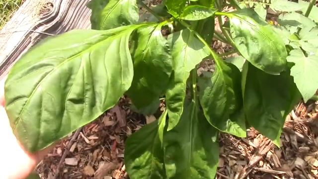 Tomato Takeover!!! Garden Walk Part 2 смотреть онлайн