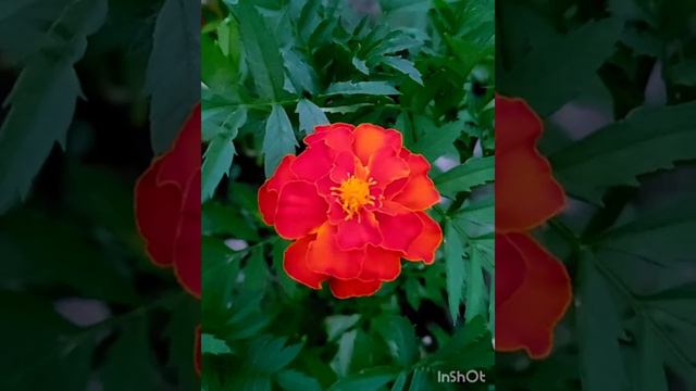 Мудрые Слова/Müdrik sözlər смотреть онлайн