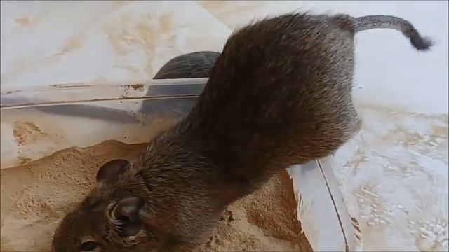 Heilerde für Degus смотреть онлайн