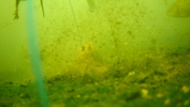 Gofish Cam. Косяки и съёмки под водой. смотреть онлайн