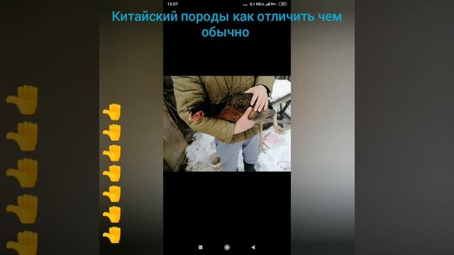 Китайский породы как отличить чем обычно породы смотреть онлайн