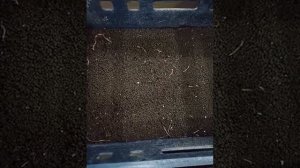 Дендробена венета. Почему бежит червь？