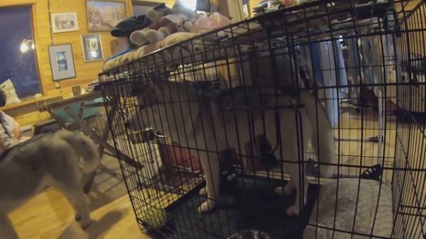 HUSKY VLOG Как приучить хаски к клетке . Работает 100 %.