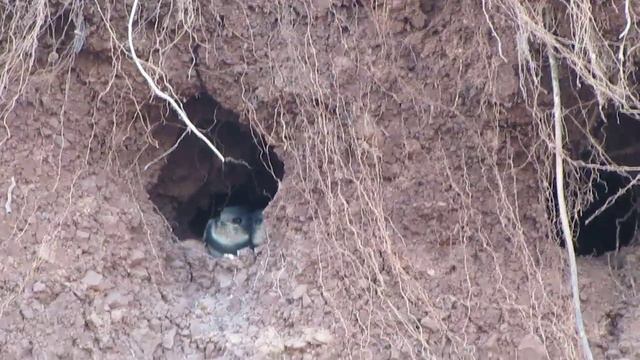 ласточки береговушки птенцы отползают вглубь норки и меняются местами смотреть онлайн