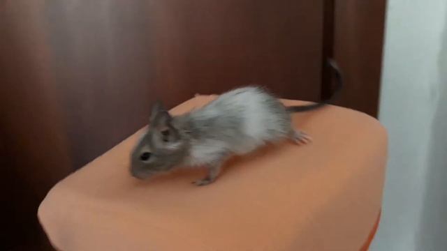 Дегу. Помет А. Familie-degu Аврора, самка. смотреть онлайн