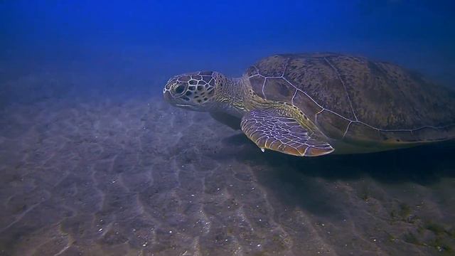 Hurghada November 2019 смотреть онлайн