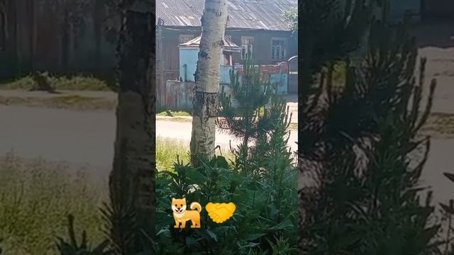 Уличная СОБАКА? ПРОВОЖАЕТ?ДОМОЙ - #собакадругчеловека #человексобакедруг #мокрыйнос #dogshorts смотреть онлайн