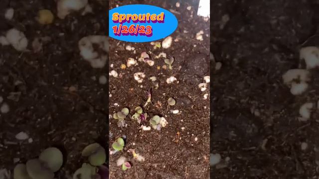 Basil from seed (Red Rubin) смотреть онлайн