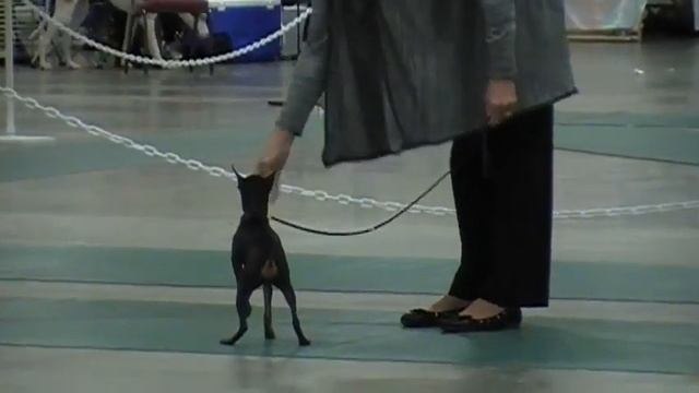 Min Pin Puppy Match смотреть онлайн