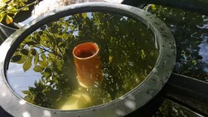 Домашний пруд и  биофильтр  экспериментальный