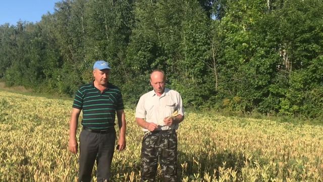 Посевы семенного люпина "МИЧУРИНСКИЙ" смотреть онлайн