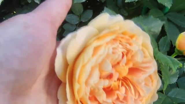 Rosa 'Golden Celebration' смотреть онлайн