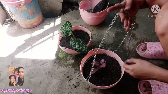 REPOTTING MY SILVER SATIN & EPICIA || FLOWERING PLANTS @ayceekaysgardengarden смотреть онлайн
