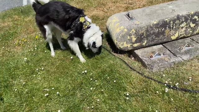 Dog Boredom Busters -Take a Sniffari! смотреть онлайн