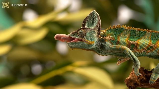 12K HDR 120fps Dolby Vision With Calming Music (Animal Colorful Life)
