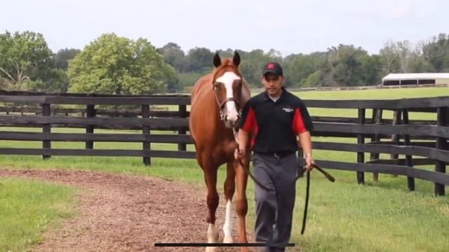 Выбор лошади в США 2020 смотреть онлайн