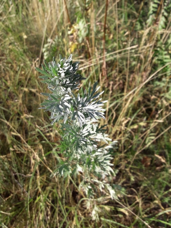 63. Полынь горькая - Artemisia Absinthium