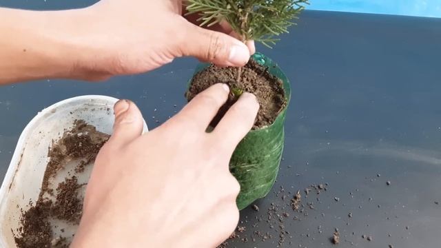 How to propagate Thuja/Jhau from cutting смотреть онлайн