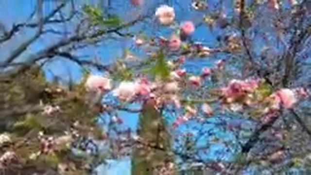 Вы когда нибудь видели Ялту весной?))) Магнолия Суланжа! Красота!) смотреть онлайн