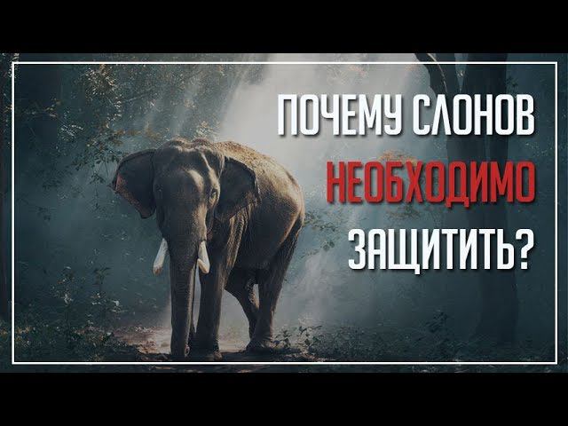 «День защиты слонов» - слайд-шоу смотреть онлайн