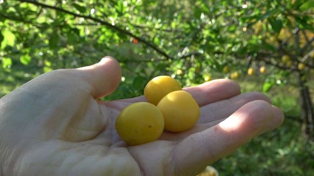 Слишком хороша, чтобы ее не посадить! Алыча Подарок Санкт-Петербургу