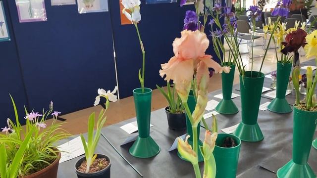 Vlog 282 - Ирисы - выставка и прогулка по ботаническому саду смотреть онлайн