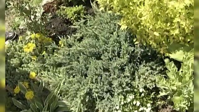 Хвойные растения для Сибири смотреть онлайн