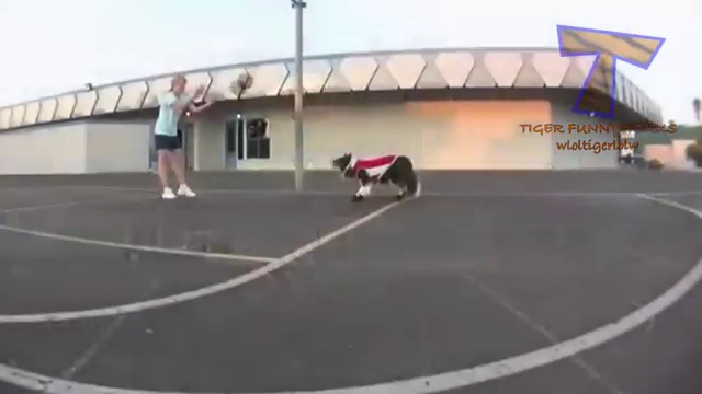 Funny Animals Playing Sports _ Cute Animal Compilation