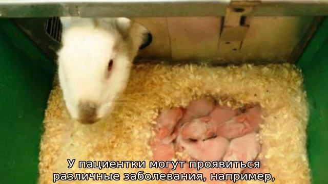 Все о крольчихах смотреть онлайн