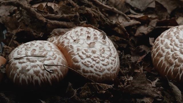 Рост грибов, цветов, ягод Growth of mushrooms, flowers, berries смотреть онлайн