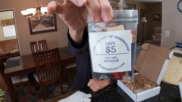 The Plant Club * Silver Fern * Pteris ensiformis