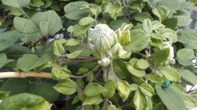 Clematis Diamond Ball смотреть онлайн
