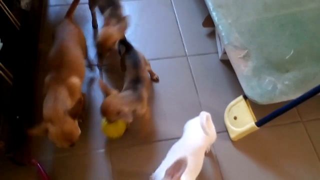 игры у чихуахуа, щенкам 3 месяца смотреть онлайн