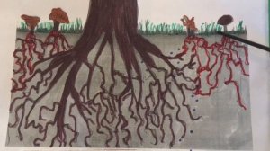 Шляпочные грибы