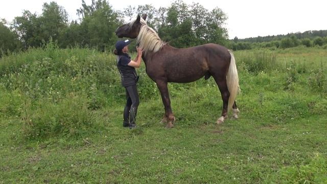 Портит ли табун лошадей? смотреть онлайн