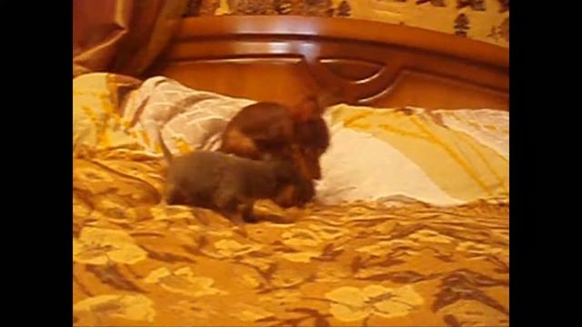 Танго 1 месяц Кармен+Гоша смотреть онлайн