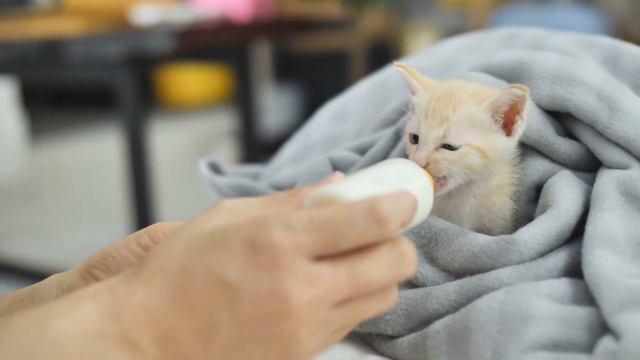 A kitten drinks milk from a bottle 4k | котёнок пьёт из бутылочки молоко 4k.Relax смотреть онлайн