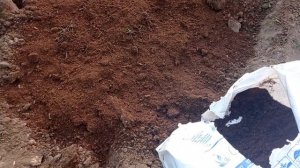 Посадка голубики? //Посадка голубики без торфа