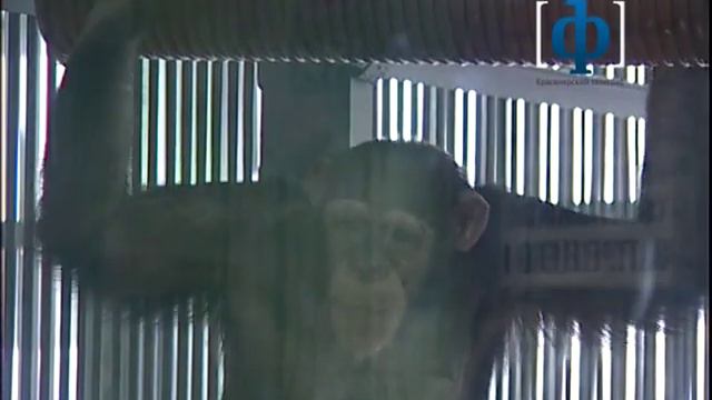 Обезьяны смотрят телевизор смотреть онлайн