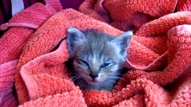 Парень заметил котёнка покрытого муравьями, он уже не ждал спасения смотреть онлайн