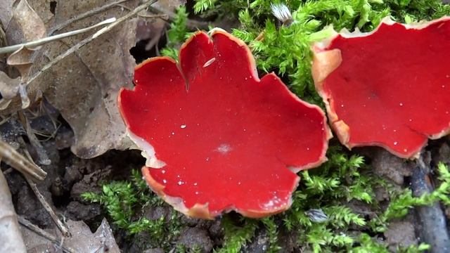 Саркосцифа австрийская (Sarcoscypha Austriaca) / Саркосцифа алая (Sarcoscypha Coccinea)