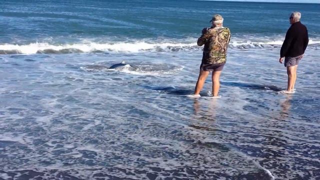 Blue shark stranded after chasing fish смотреть онлайн