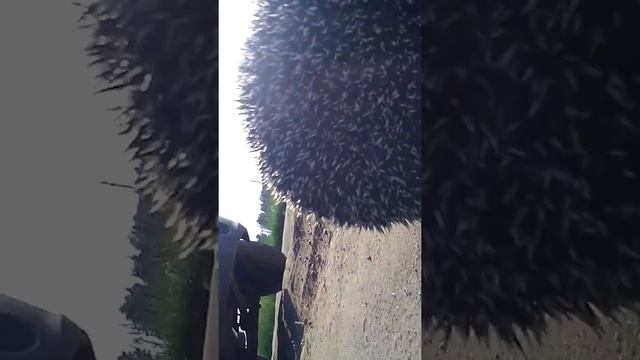 Быстрый ежик смотреть онлайн