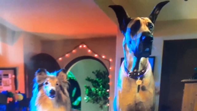 Marmaduke: The Dukes Rangers смотреть онлайн