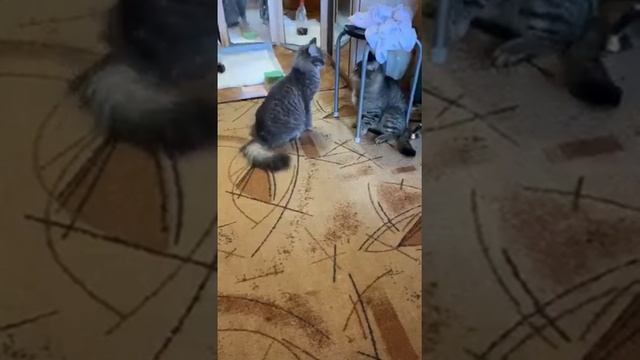 СТЕРИЛИЗОВАННАЯ КОШКА ПРОГОНЯЕТ НЕ КАСТРИРОВАННОГО КОТА/sterilized cat drives CAT un-neutered cat f смотреть онлайн