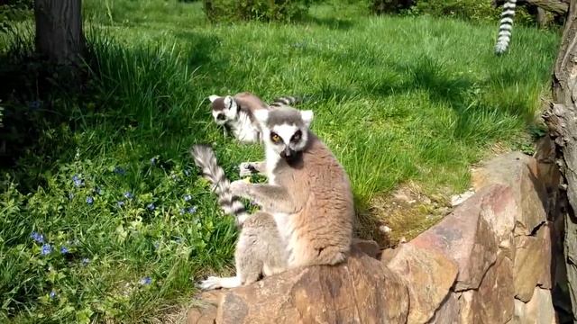 Лемуры в Пражском зоопарке (Lemurs in Prague Zoo) смотреть онлайн