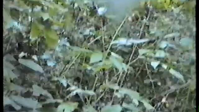 Грибы рядовки дымчато- серые.*