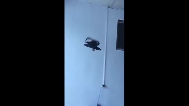 Rare cute little monkey. Do you know what kind of monkey is this? смотреть онлайн